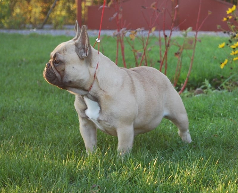 Publication : du domaine des molosses Auteur : eddy