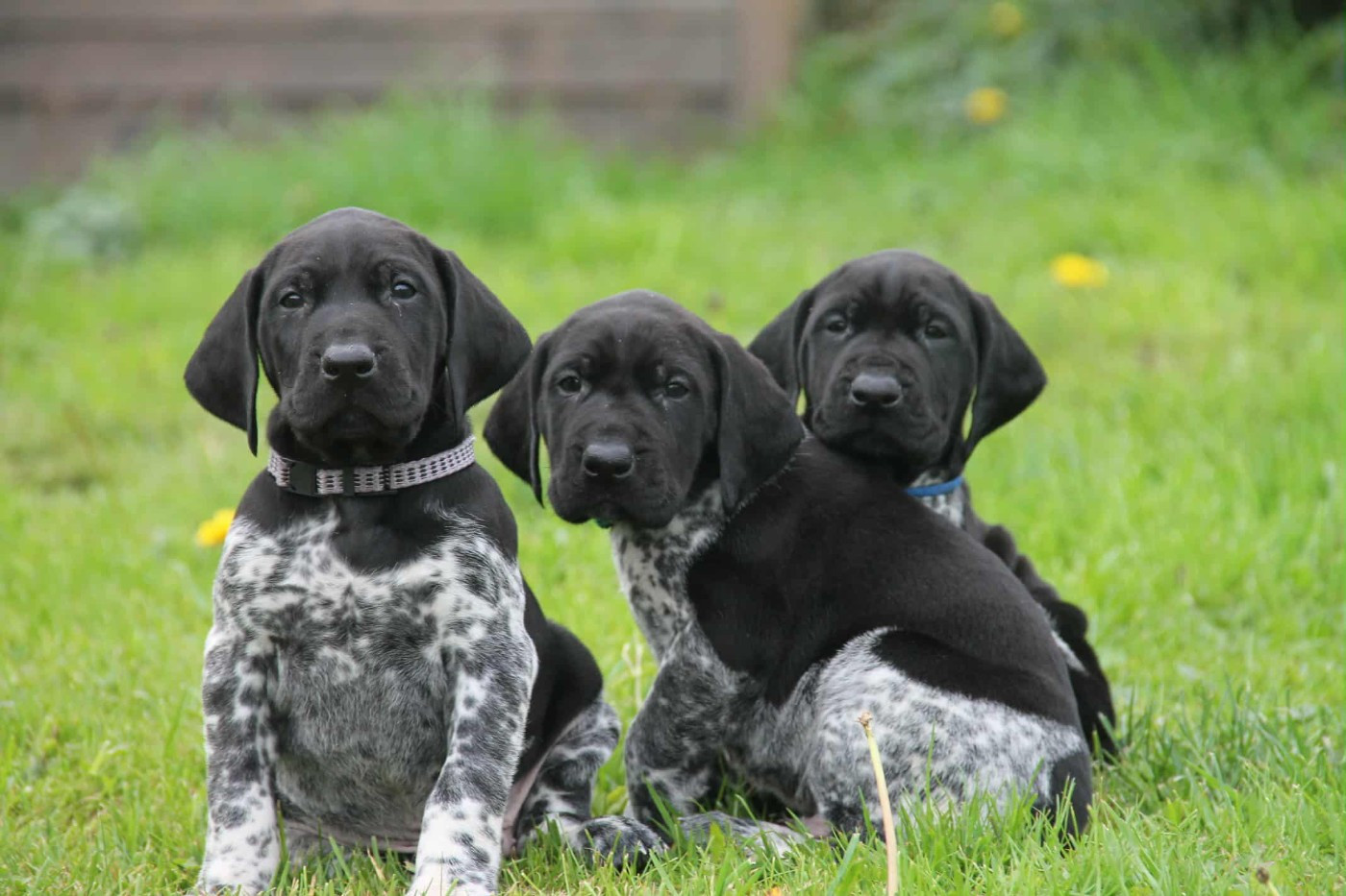 Braque allemand à poil court - du domaine des molosses