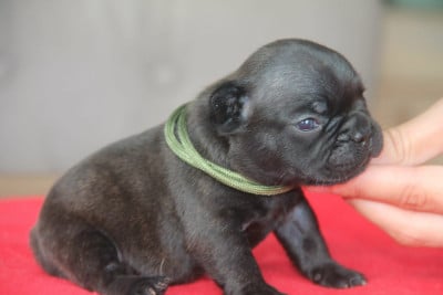 Les chiots de Bouledogue français