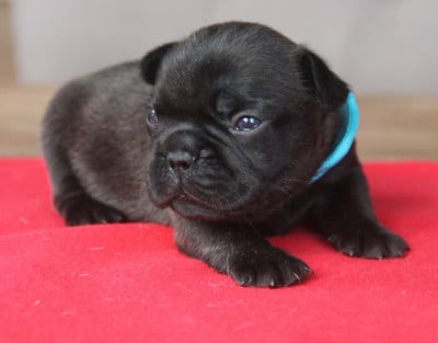 Les chiots de Bouledogue français