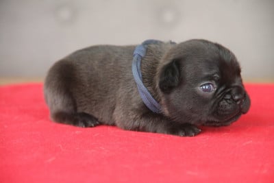 Les chiots de Bouledogue français