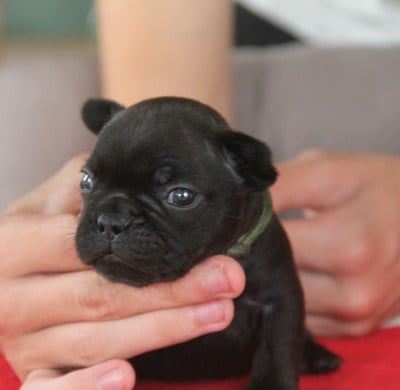 Les chiots de Bouledogue français