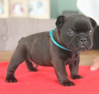 Les chiots de Bouledogue français