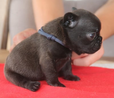 Les chiots de Bouledogue français