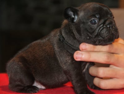 Chiot N°1 - Bouledogue français