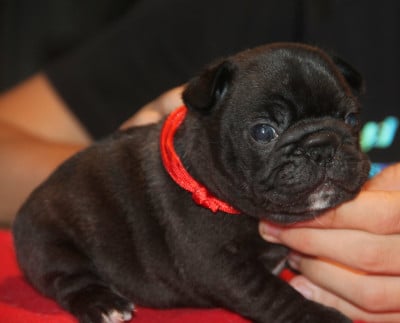 Bouledogue français