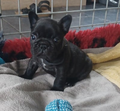 Les chiots de Bouledogue français