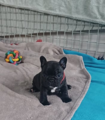 Les chiots de Bouledogue français