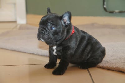 Les chiots de Bouledogue français