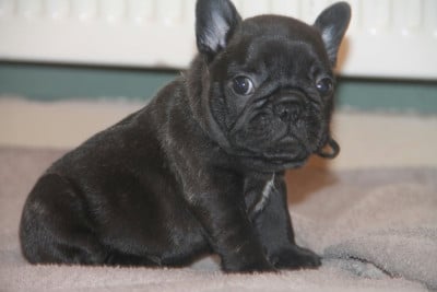 Les chiots de Bouledogue français