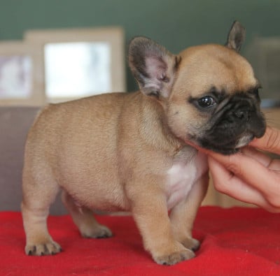 Les chiots de Bouledogue français