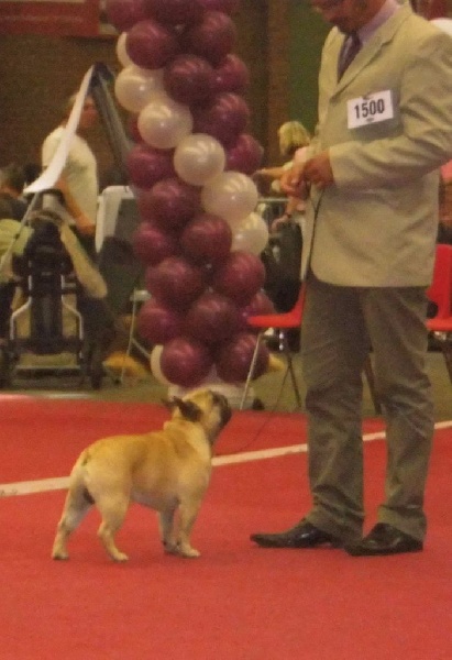 CH. Igor du domaine des molosses - 2 EXC CLASSE OUVERTE