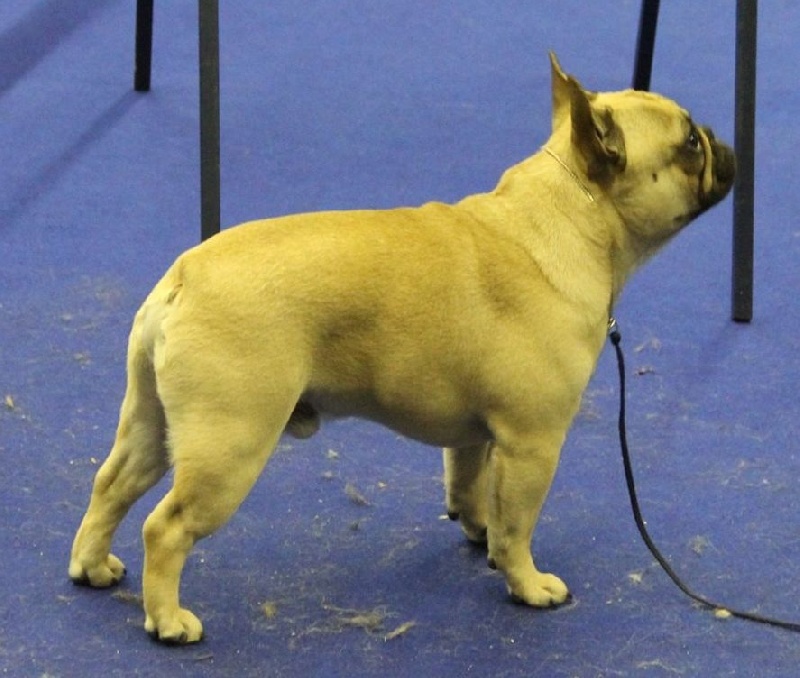 CH. Igor du domaine des molosses - CACS RCACIB