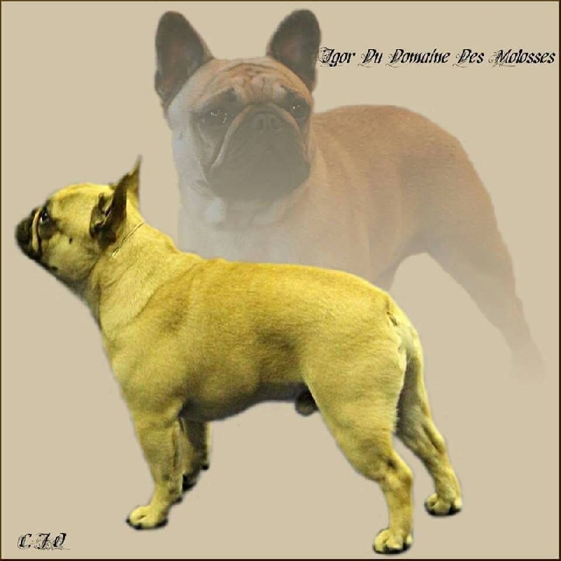CH. Igor du domaine des molosses - CAC RCACIB