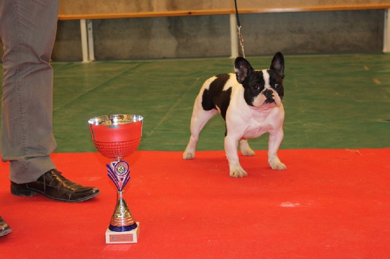 Icone du domaine des molosses - 1 exc classe jeune caille