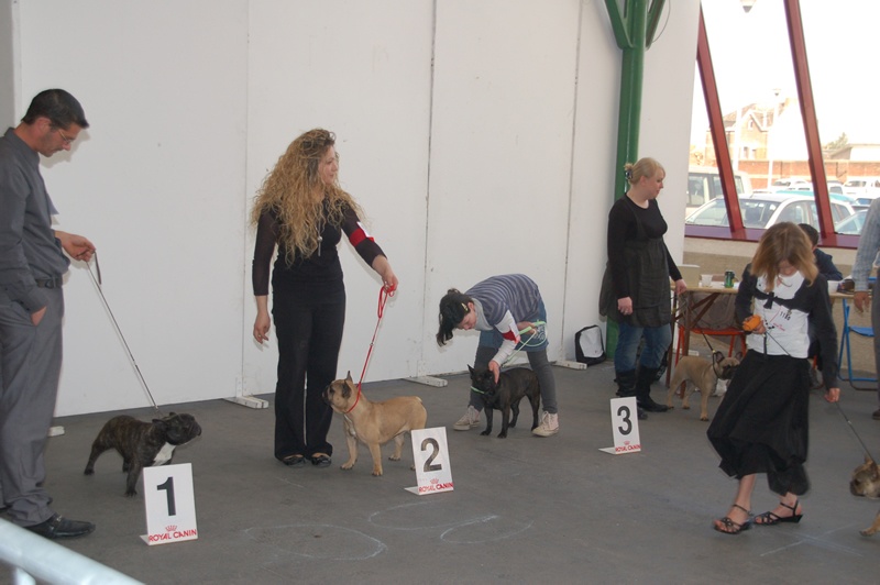 Daisy (Sans Affixe) - 1 ERE EXCELLENTE