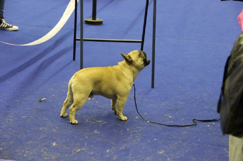CH. Igor du domaine des molosses - 1 EXC CACS