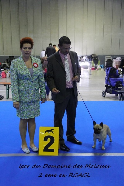CH. Igor du domaine des molosses - 2 EME EXCELLENT RCACL
