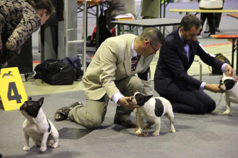 Icone du domaine des molosses - TB NON CLASSE