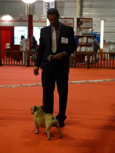 Heros du domaine des molosses - 2eme excellent