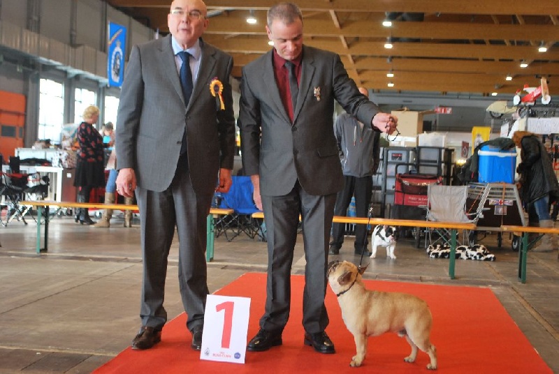 CH. Igor du domaine des molosses - 1 er excellent