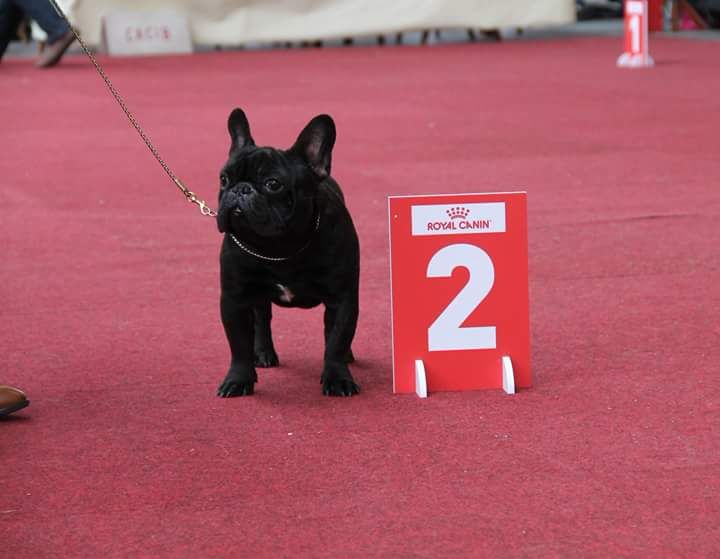 Opium gintaro aidai - 2 excellent