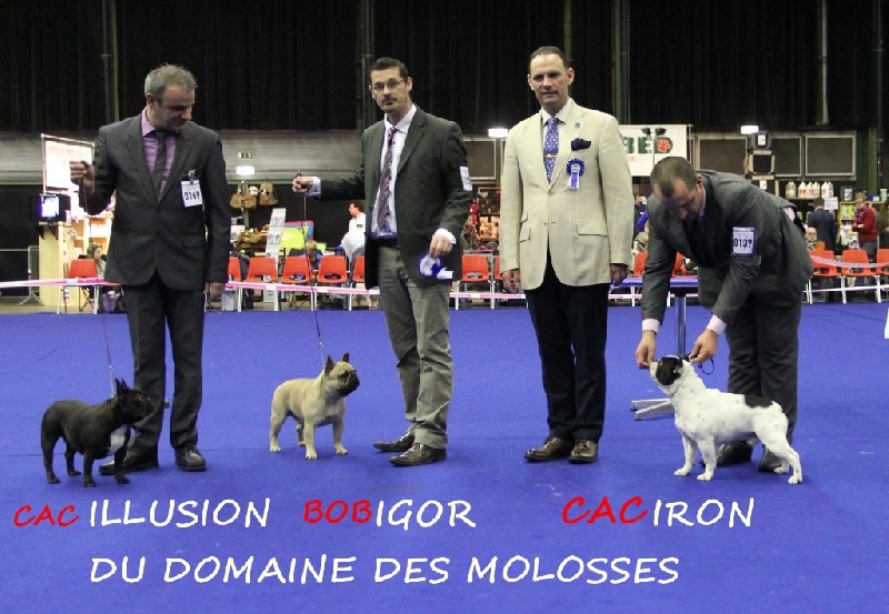 CH. Igor du domaine des molosses - CACS BOB