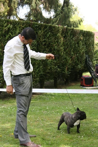 Daisy (Sans Affixe) - 1 ERE EXCELLENT + TAN