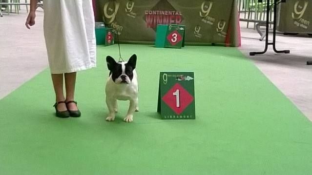 Icone du domaine des molosses - 1 tres prometteur