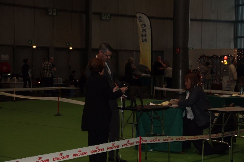 Magnum du domaine des molosses - 1 er tres prometteur