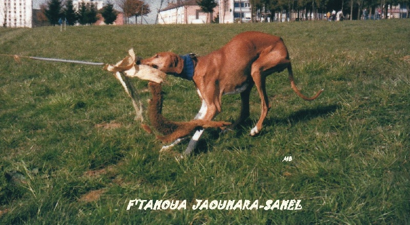 F' tahoua Jaouhara Sahel