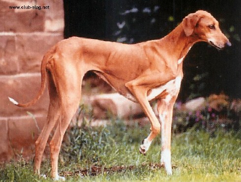 CH. F'madaoua Jaouhara Sahel