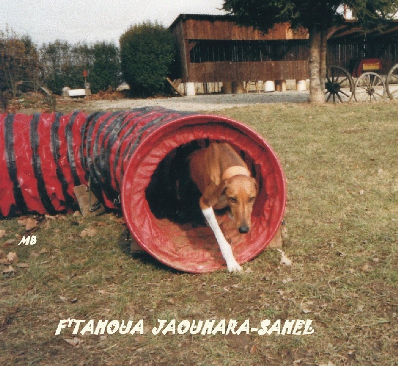F' tahoua Jaouhara Sahel
