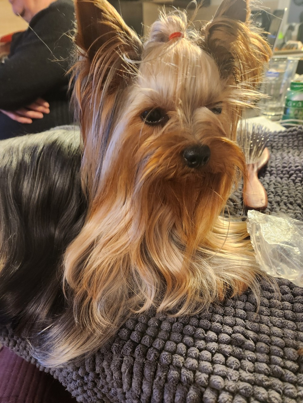 Publication : Des babys d'emporda