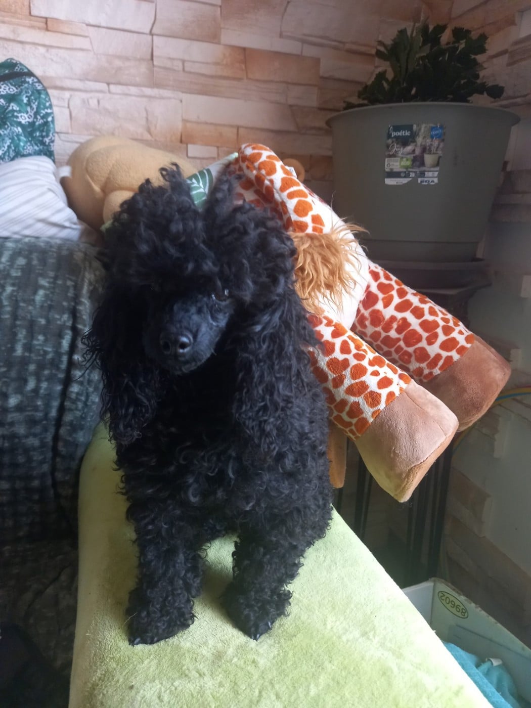 tara wells Des babys d'emporda