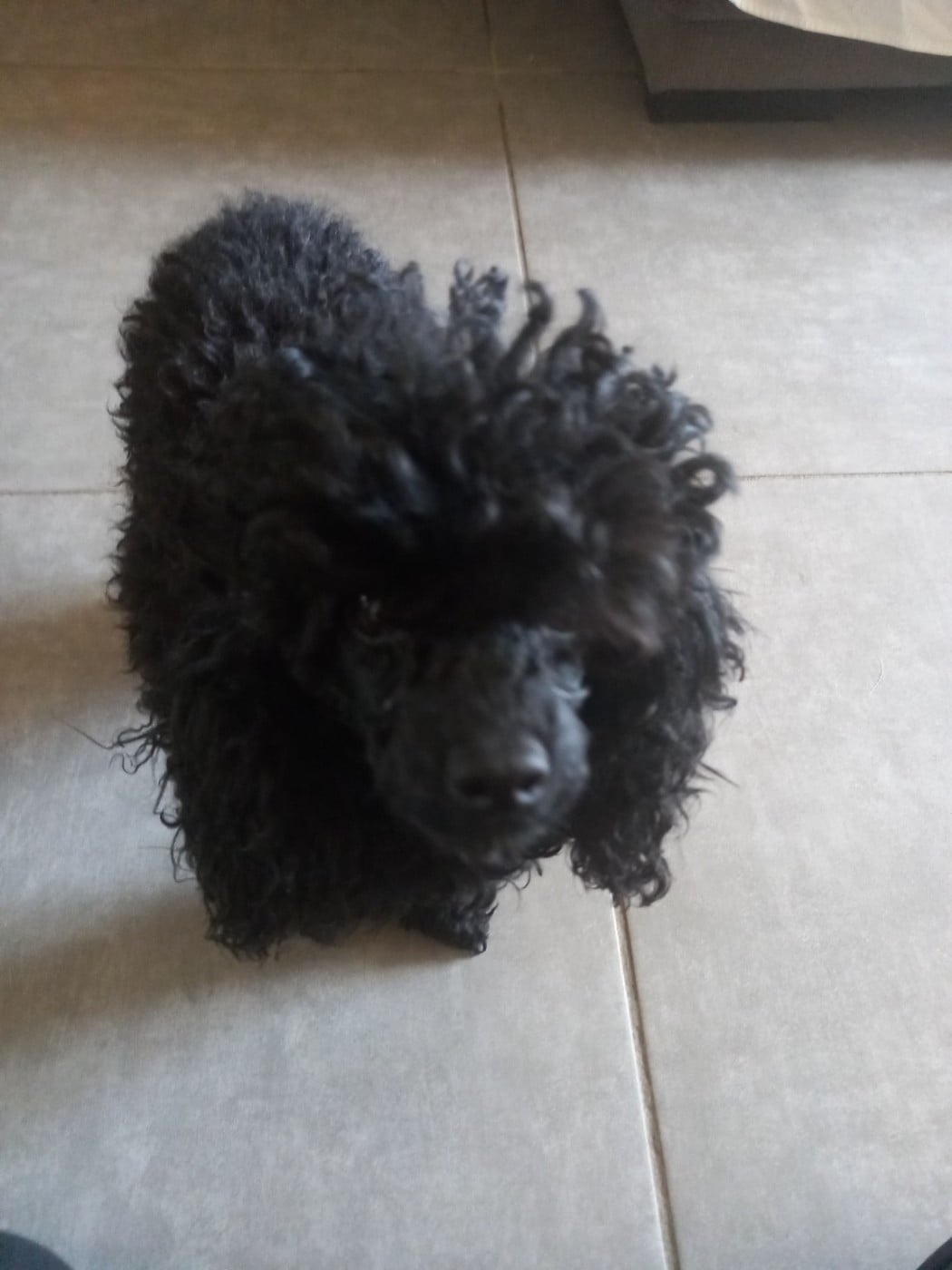 tara wells Des babys d'emporda