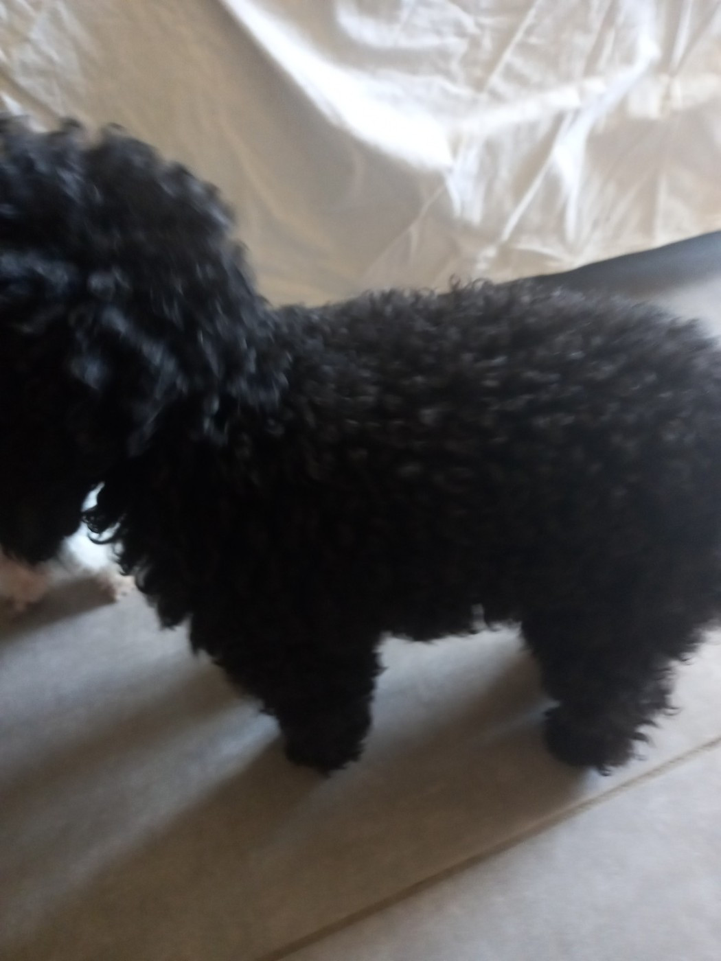 tara wells Des babys d'emporda