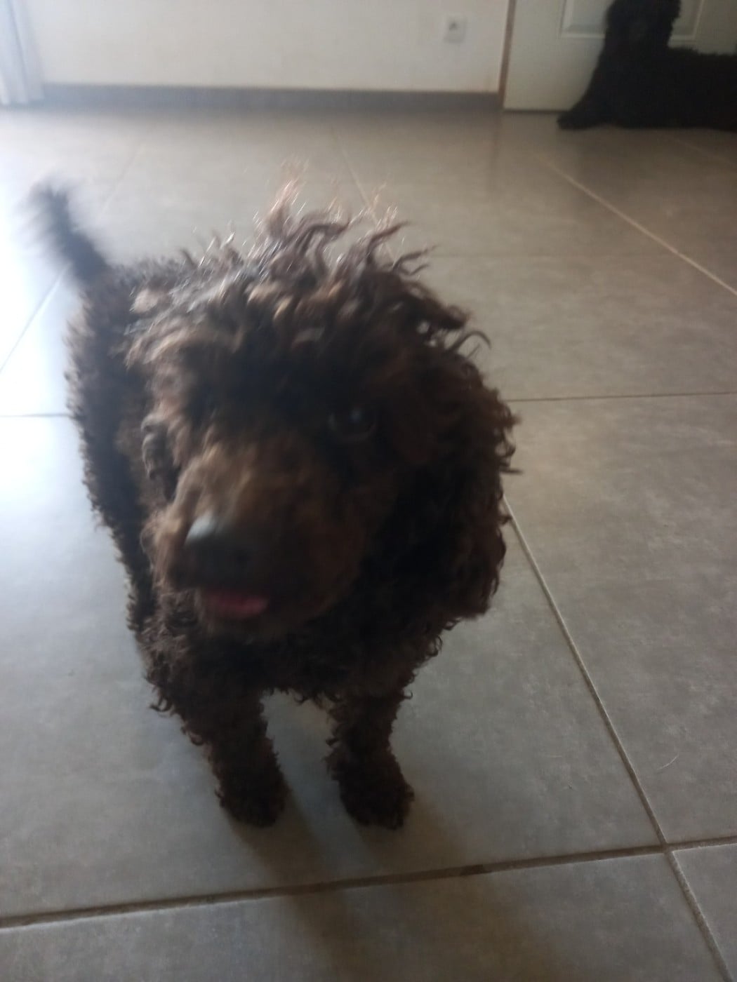 tresor des babys d emporda Des babys d'emporda