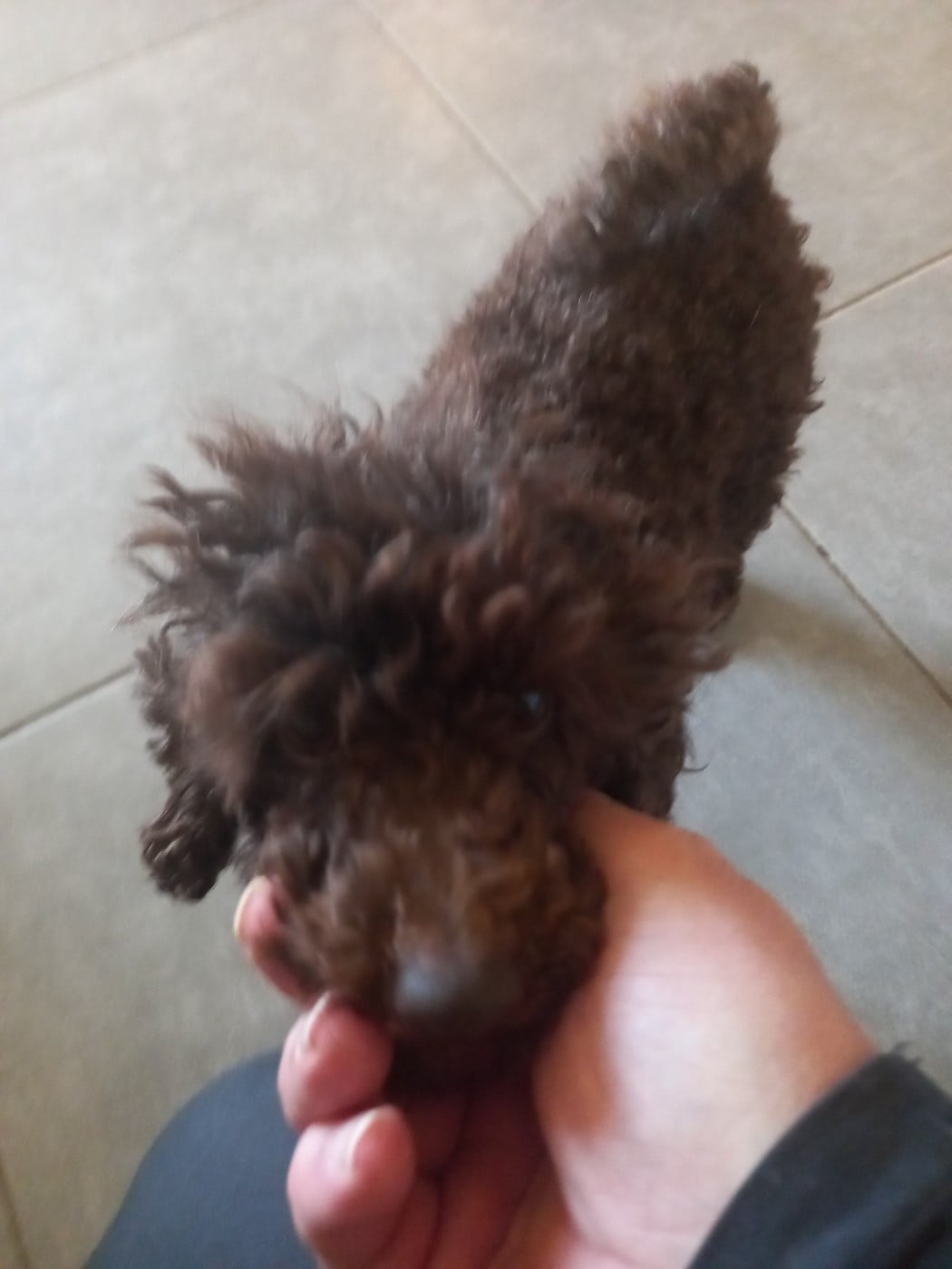 tresor des babys d emporda Des babys d'emporda