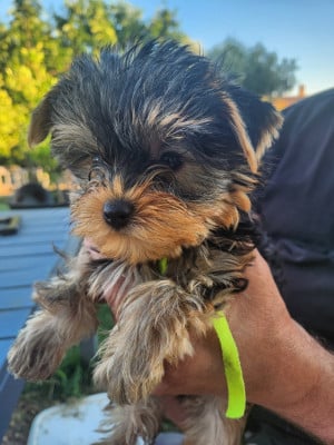 Les chiots de Yorkshire Terrier