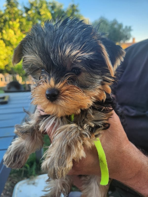 Yorkshire Terrier - Des babys d'emporda