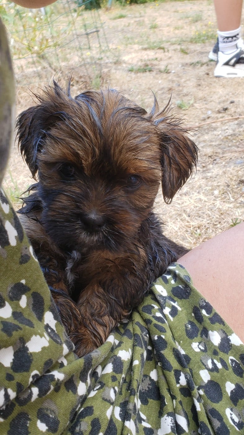 Petite femelle foncée