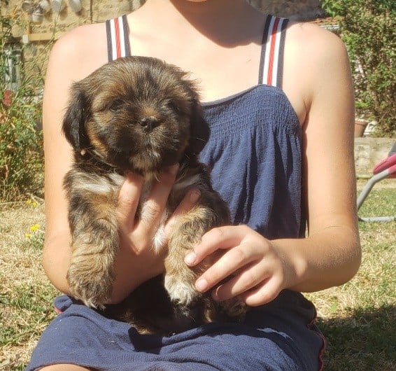 Femelle foncée