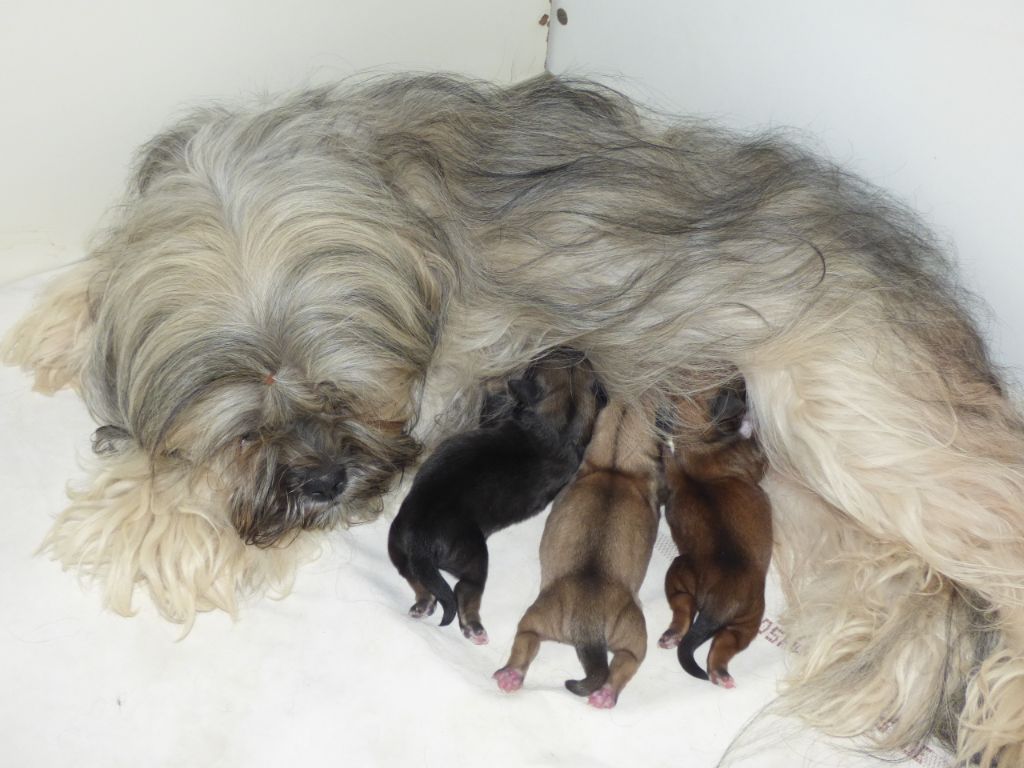 des fillots de morphée - Lhassa Apso - Portée née le 22/10/2018