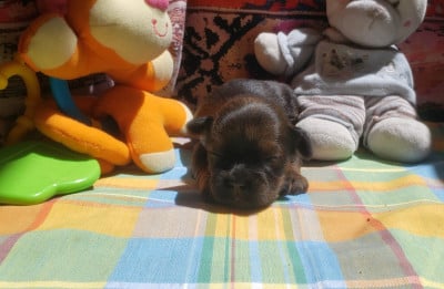 Les chiots de Lhassa Apso