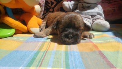 Les chiots de Lhassa Apso
