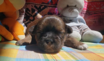 Les chiots de Lhassa Apso