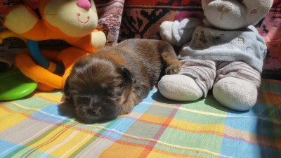 Les chiots de Lhassa Apso
