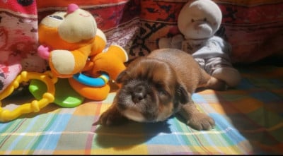 Les chiots de Lhassa Apso