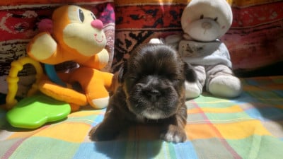 Les chiots de Lhassa Apso